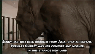 Dieren Olifant Gifs 