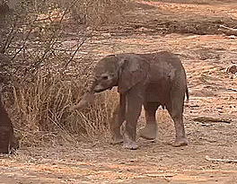 Olifant GIF. Dieren Olifant Gifs 
