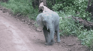 Olifant GIF. Dieren Schattig Olifant Gifs 