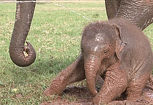 Dieren Olifant Golven Gifs vaarwel 
