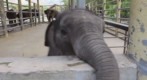 Olifant GIF. Dieren Olifant Gifs Haters 