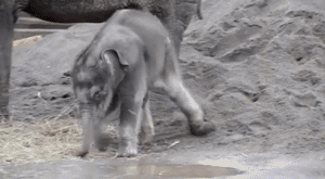 Olifant GIF. Dieren Olifant Gifs 