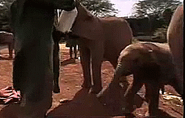 Olifant GIF. Dieren Olifant Gifs Dier 