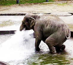 Olifant GIF. Dieren Olifant Baby Gifs 