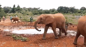 Olifant GIF. Dieren Schattig Olifant Gifs 