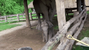 Olifant GIF. Dieren Olifant Gifs Upvote 