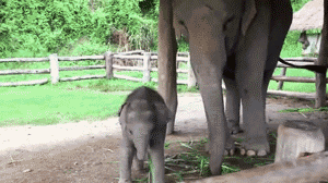 Olifant GIF. Dieren Olifant Gifs 