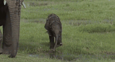 Dieren Spelen Olifant Baby Gifs 