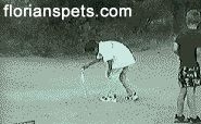 Vuurwerk GIF. Dieren Vuurwerk Gifs Hond Downvote 