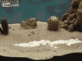 Vuurwerk GIF. Vuurwerk Mensen Gifs S Gif Ii Kwik Thiocyanaat 