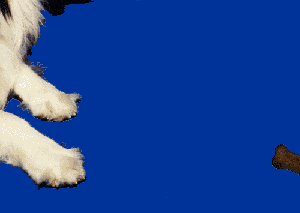 Vuurwerk GIF. Vuurwerk Gifs Teckel Slechte hond Romeinse kaars Wienerdog 