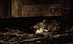 Game Of Thrones GIF. Games Game of thrones Tv Gifs Liam cunningham 
