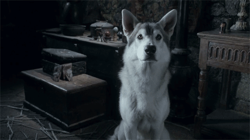 Dieren Games Game of thrones Tv Wolf Gifs hbo schrikwolf 