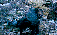 Game Of Thrones GIF. Bioscoop Games Game of thrones Gifs Ernstig Kind Bos 
