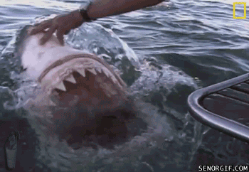 Dieren Boos Films en series Gifs Jaws stront echt haai oceaan bijtend gettin 