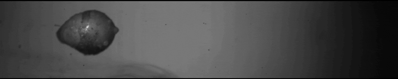 Films en series Gifs Jaws surpruse 