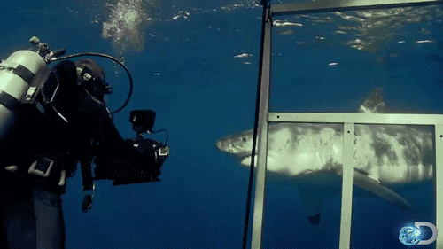 Films en series Laptop Omg Gifs Jaws haai mamma 