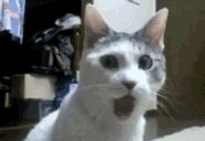 Jaws GIF. Films en series Gifs Jaws Haai 
