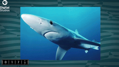 Haaien Films en series Gifs Jaws wetenschap 