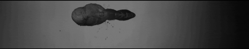 Dieren Film Films en series Gifs Jaws 