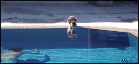 Films en series Gifs Jaws 