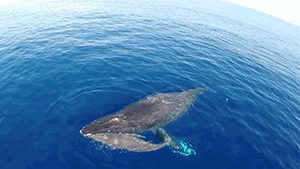 Jaws GIF. Bioscoop Vis Haaien Films en series Mensen Gifs Jaws Wtf 