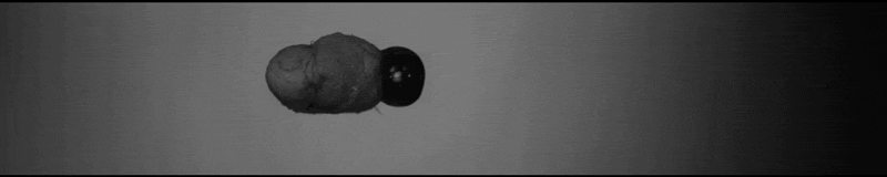 Bioscoop Films en series Gifs Jaws 