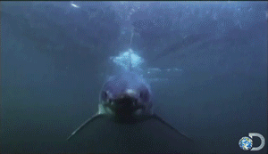 Jaws GIF. Films en series Gifs Jaws Haai Oceaan Springen Ontdekking Wilde+dieren Sharkweek 