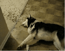 Jay Z GIF. Muziek Artiesten Gifs Jay z 