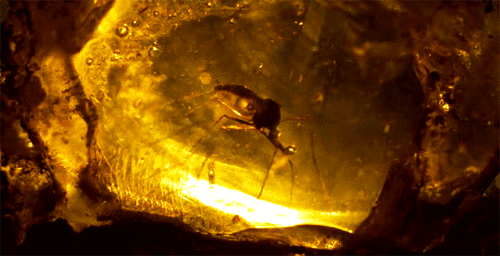 Film Films en series Jurassic park Gifs 