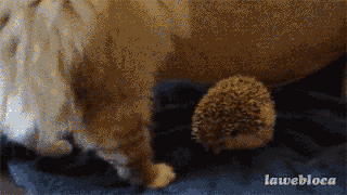 Artiesten geld Gifs Kanye west glimlach 