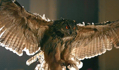 Katy Perry GIF. Artiesten Katy perry Gifs Roar Katy perry gebrul 