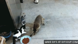 Lady Gaga GIF. Muziek Artiesten Lady gaga Gifs Knal Bad romance 
