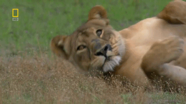 Baby Leeuw Gifs probeert 
