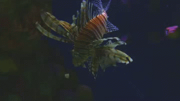 Baby Leeuw Gifs probeert 