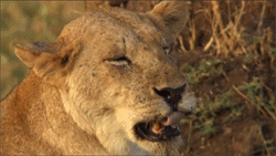 Baby GIF. Baby Leeuw Gifs Probeert 