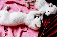 Baby GIF. Baby Leeuw Gifs 