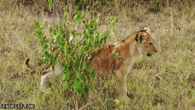 Dieren Leeuw Tijger Gifs 