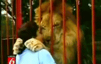 Tijger GIF. Dieren Leeuw Tijger Gifs 