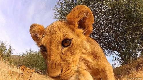 Dieren Leeuw Tijger Gifs 