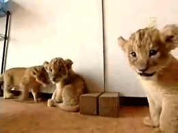Baby GIF. Baby Leeuw Gifs 