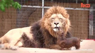 Dieren Leeuw Gifs Hond 