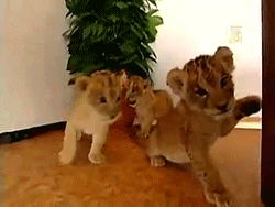 Baby GIF. Baby Leeuw Gifs 