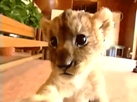 Baby GIF. Baby Leeuw Gifs 
