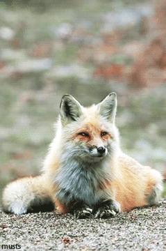 Megan Fox GIF. Gifs Filmsterren Megan fox Outros Het puntje 