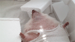 Miley Cyrus GIF. Muziek Artiesten Miley cyrus Tv Gifs Katje Ama American music awards Abc 