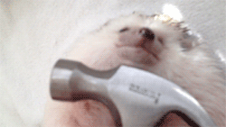 Miley Cyrus GIF. Artiesten Miley cyrus Gifs Fysica Wrecking ball Natuurkunde professor 