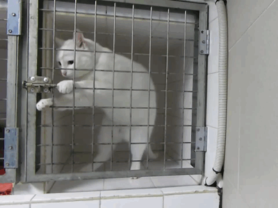 Films en series Prison break Gifs glimlach gelukkig Fernando Sucre meesmuilen Amaury Nolasco 