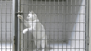 Films en series Prison break Gifs wentworth miller michael scofield 