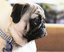 Mopshond GIF. Dieren Zee Gifs Mopshond Zeeschildpad 